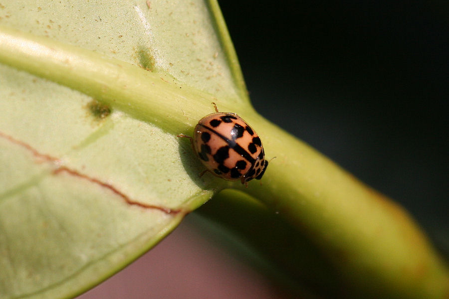 Oenopia conglobata